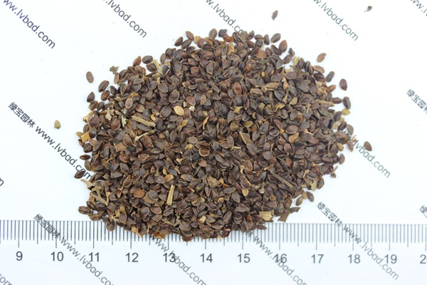 <a href='http://m.zishuwang.com.cn/caohuazhongzi/1078.html' target='_blank'>假龍頭種子</a>