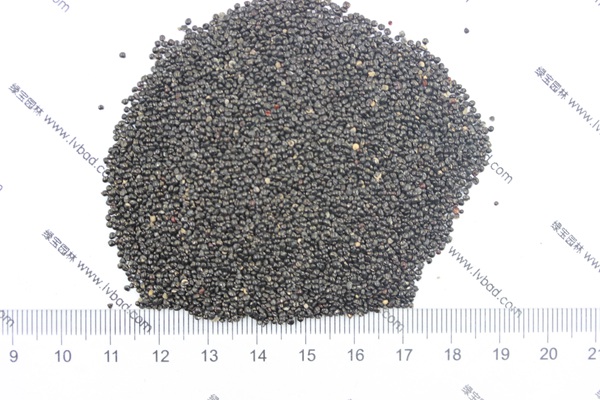 雞冠花<a href='http://m.zishuwang.com.cn/' target='_blank'>種子</a>
