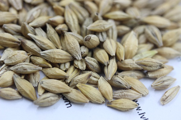<a href='http://m.zishuwang.com.cn/mucaozhongzi/9.html' target='_blank'>大麥種子</a>