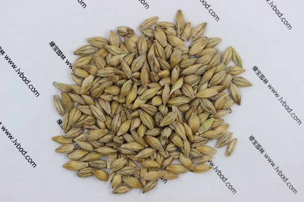 <a href='http://m.zishuwang.com.cn/mucaozhongzi/9.html' target='_blank'>大麥</a><a href='http://m.zishuwang.com.cn/' target='_blank'>種子</a>