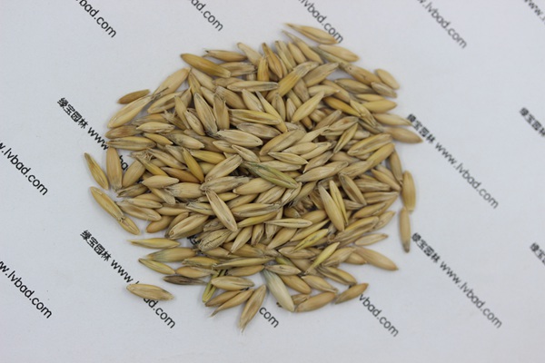 <a href='http://m.zishuwang.com.cn/mucaozhongzi/10.html' target='_blank'>燕麥種子</a>