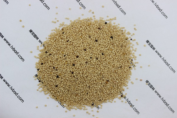 <a href='http://m.zishuwang.com.cn/mucaozhongzi/1693.html' target='_blank'>籽粒莧</a><a href='http://m.zishuwang.com.cn/' target='_blank'>種子</a>