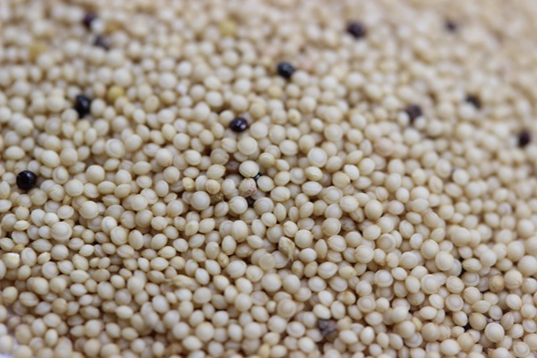 籽粒莧<a href='http://m.zishuwang.com.cn/' target='_blank'>種子</a>