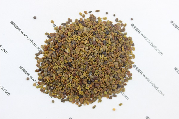 <a href='http://m.zishuwang.com.cn/mucaozhongzi/1694.html' target='_blank'>紫云英</a><a href='http://m.zishuwang.com.cn/' target='_blank'>種子</a>