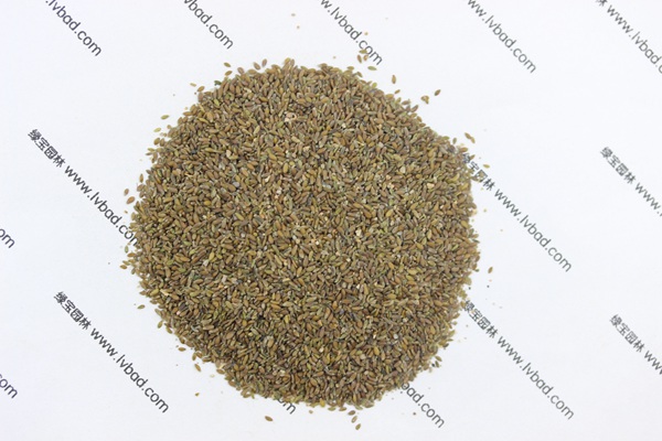 <a href='http://m.zishuwang.com.cn/mucaozhongzi/14650.html' target='_blank'>沙蒿</a><a href='http://m.zishuwang.com.cn/' target='_blank'>種子</a>