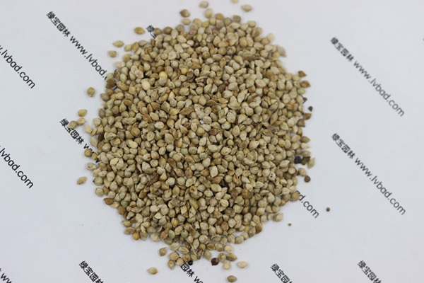 <a href='http://m.zishuwang.com.cn/mucaozhongzi/14651.html' target='_blank'>小米草</a>