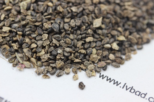 <a href='http://m.zishuwang.com.cn/caohuazhongzi/1041.html' target='_blank'>地膚種子</a>