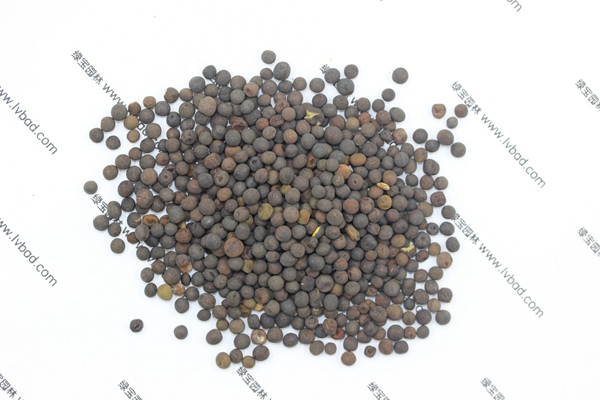 <a href='http://m.zishuwang.com.cn/mucaozhongzi/6.html' target='_blank'>紫花苕</a><a href='http://m.zishuwang.com.cn/' target='_blank'>種子</a>