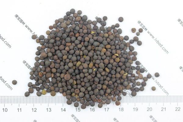 <a href='http://m.zishuwang.com.cn/mucaozhongzi/6.html' target='_blank'>紫花苕</a><a href='http://m.zishuwang.com.cn/' target='_blank'>種子</a>