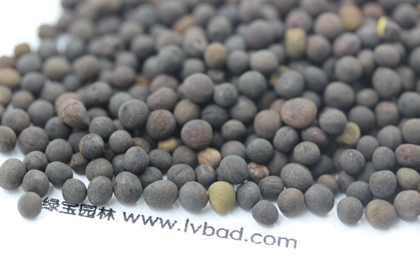 <a href='http://m.zishuwang.com.cn/mucaozhongzi/6.html' target='_blank'>紫花苕種子</a>