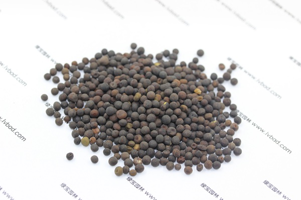 紫花苕<a href='http://m.zishuwang.com.cn/' target='_blank'>種子</a>