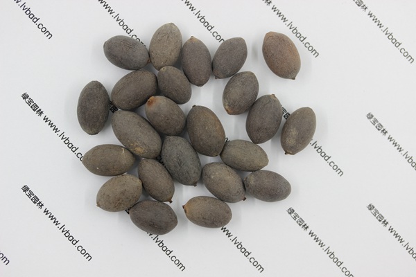 <a href='http://m.zishuwang.com.cn/caohuazhongzi/1059.html' target='_blank'>荷花</a><a href='http://m.zishuwang.com.cn/' target='_blank'>種子</a>