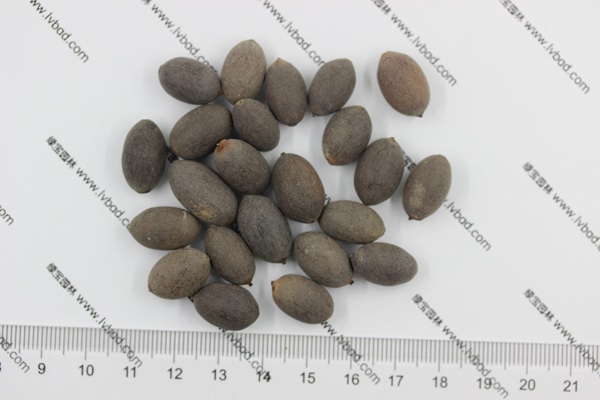 荷花<a href='http://m.zishuwang.com.cn/' target='_blank'>種子</a>