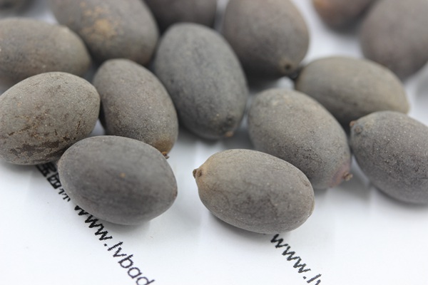 <a href='http://m.zishuwang.com.cn/caohuazhongzi/1059.html' target='_blank'>荷花種子</a>