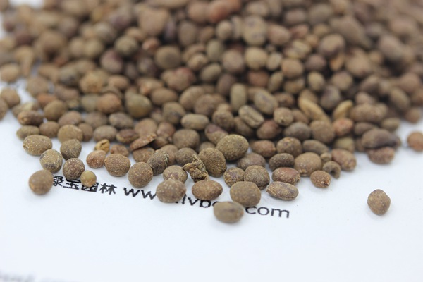 <a href='http://m.zishuwang.com.cn/caohuazhongzi/1655.html' target='_blank'>指甲花</a><a href='http://m.zishuwang.com.cn/' target='_blank'>種子</a>