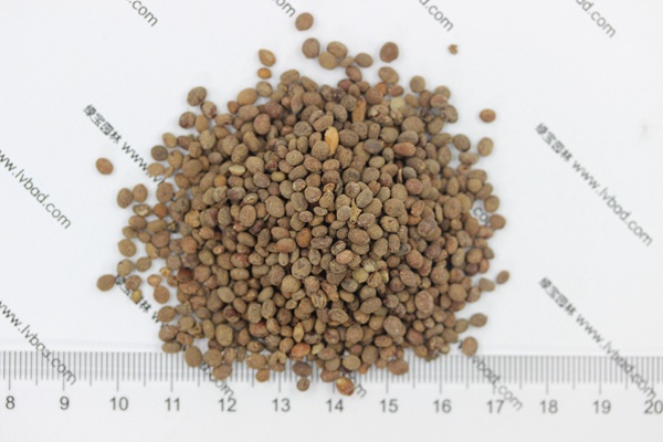<a href='http://m.zishuwang.com.cn/caohuazhongzi/1655.html' target='_blank'>指甲花</a><a href='http://m.zishuwang.com.cn/' target='_blank'>種子</a>