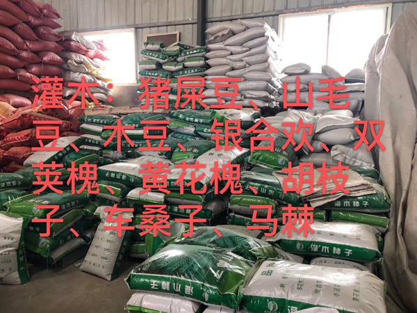 <a href='http://m.zishuwang.com.cn/linmuzhongzi/16015.html' target='_blank'>刺槐種子</a>