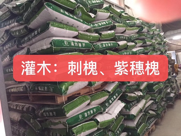 <a href='http://m.zishuwang.com.cn/linmuzhongzi/16015.html' target='_blank'>刺槐</a><a href='http://m.zishuwang.com.cn/' target='_blank'>種子</a>