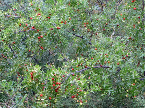 酸棗<a href='http://m.zishuwang.com.cn/' target='_blank'>種子</a>
