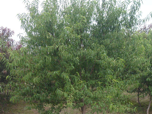 <a href='http://m.zishuwang.com.cn/guoshuzhongzi/2185.html' target='_blank'>山桃種子</a>