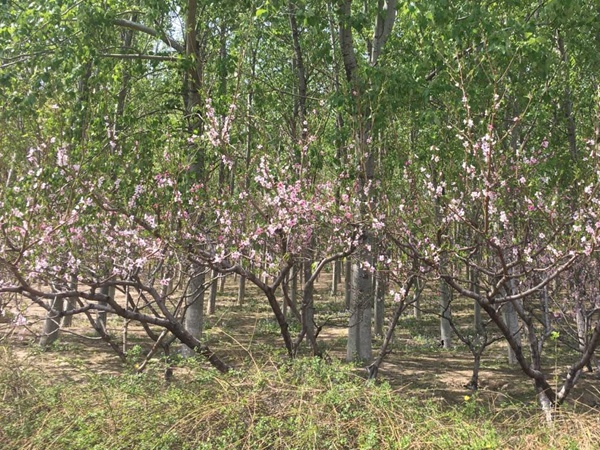 山桃<a href='http://m.zishuwang.com.cn/' target='_blank'>種子</a>