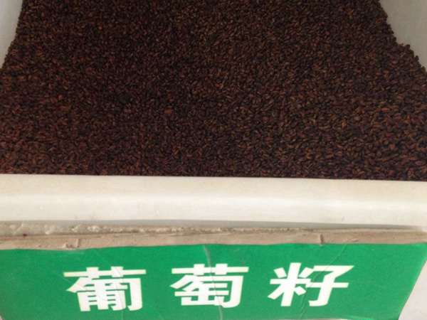 <a href='http://m.zishuwang.com.cn/guoshuzhongzi/1887.html' target='_blank'>葡萄</a><a href='http://m.zishuwang.com.cn/' target='_blank'>種子</a>