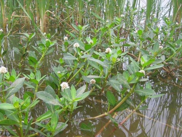 <a href='http://m.zishuwang.com.cn/shuicaozhongzi/1869.html' target='_blank'>空心蓮子草</a>