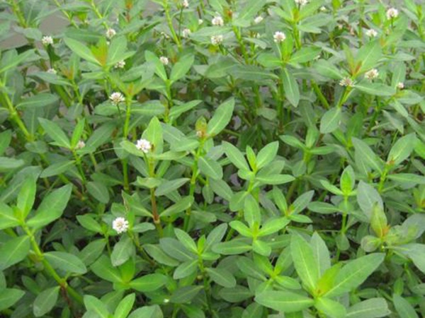 <a href='http://m.zishuwang.com.cn/shuicaozhongzi/1869.html' target='_blank'>空心蓮子草</a>