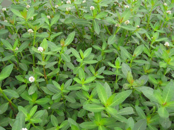 <a href='http://m.zishuwang.com.cn/shuicaozhongzi/1862.html' target='_blank'>水花生</a>