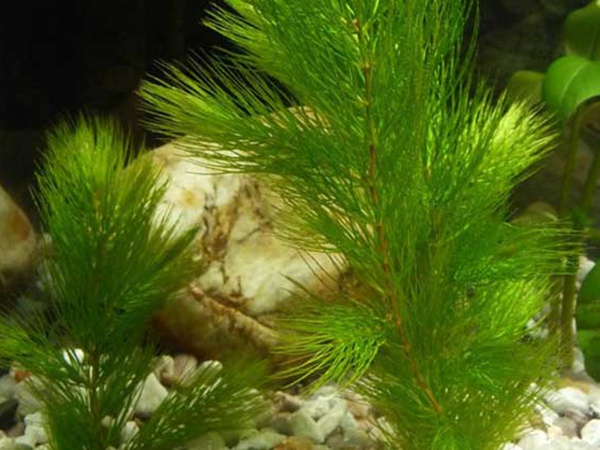<a href='http://m.zishuwang.com.cn/shuicaozhongzi/1857.html' target='_blank'>金魚藻種子</a>