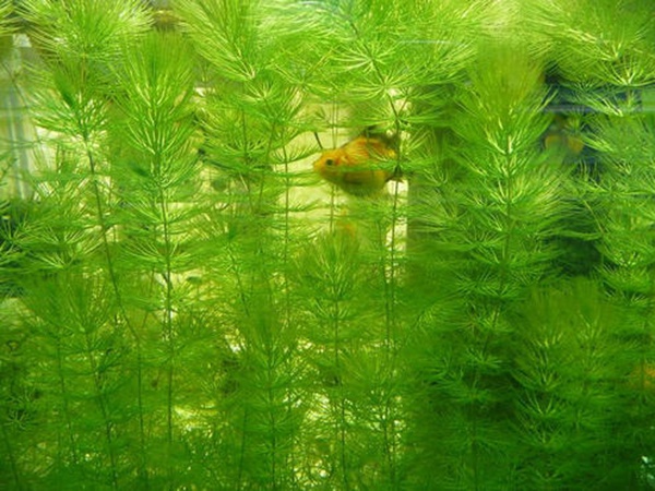 金魚藻<a href='http://m.zishuwang.com.cn/' target='_blank'>種子</a>