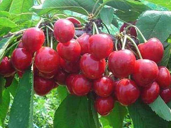 <a href='http://m.zishuwang.com.cn/guoshuzhongzi/2186.html' target='_blank'>山櫻桃</a>