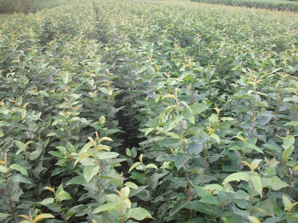 <a href='http://m.zishuwang.com.cn/guoshuzhongzi/2008.html' target='_blank'>杜梨</a>