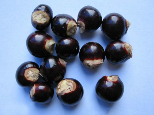 <a href='http://m.zishuwang.com.cn/guoshuzhongzi/2180.html' target='_blank'>桂圓</a>