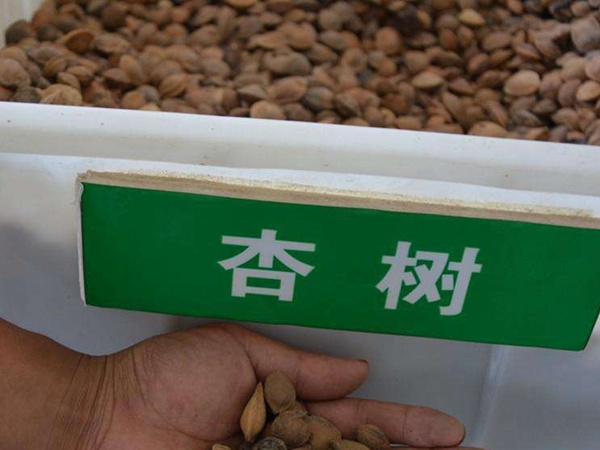 <a href='http://m.zishuwang.com.cn/guoshuzhongzi/2123.html' target='_blank'>杏樹</a><a href='http://m.zishuwang.com.cn/' target='_blank'>種子</a>