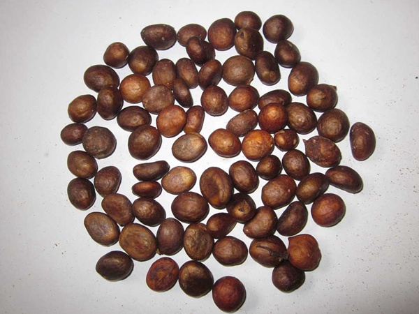 <a href='http://m.zishuwang.com.cn/guoshuzhongzi/1886.html' target='_blank'>枇杷種子</a>