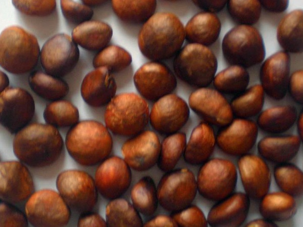 枇杷<a href='http://m.zishuwang.com.cn/' target='_blank'>種子</a>
