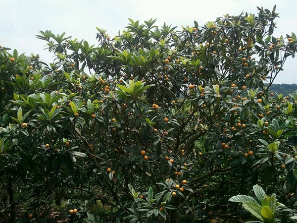 <a href='http://m.zishuwang.com.cn/guoshuzhongzi/1886.html' target='_blank'>枇杷種子</a>
