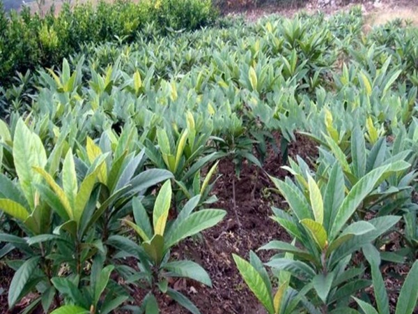枇杷<a href='http://m.zishuwang.com.cn/' target='_blank'>種子</a>