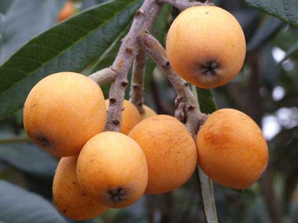 枇杷<a href='http://m.zishuwang.com.cn/' target='_blank'>種子</a>