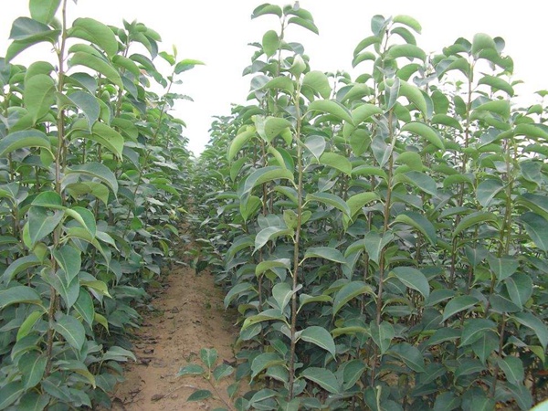 <a href='http://m.zishuwang.com.cn/guoshuzhongzi/1881.html' target='_blank'>梨樹</a>