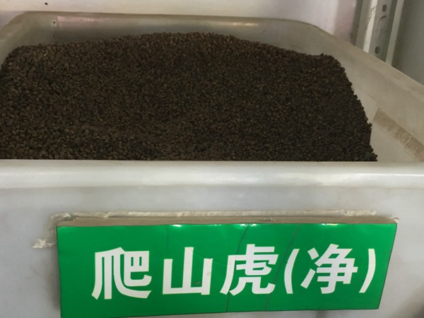 <a href='http://m.zishuwang.com.cn/linmuzhongzi/2193.html' target='_blank'>爬山虎種子</a>