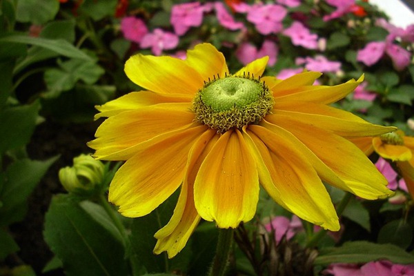 <a href='http://m.zishuwang.com.cn/caohuazhongzi/16049.html' target='_blank'>金光菊</a>