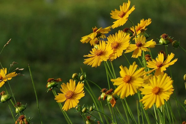 <a href='http://m.zishuwang.com.cn/caohuazhongzi/16049.html' target='_blank'>金光菊</a>