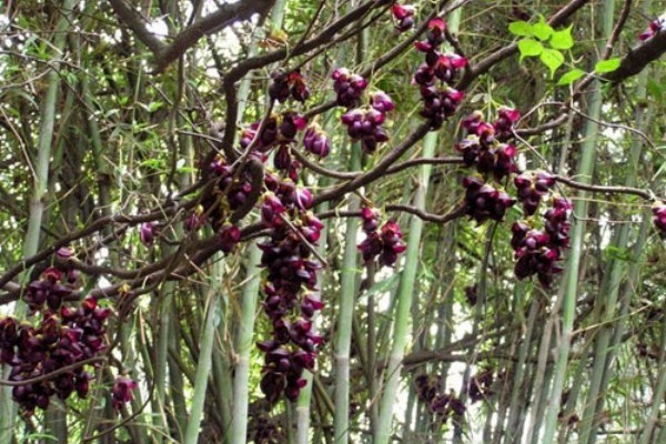 <a href='http://m.zishuwang.com.cn/linmuzhongzi/2190.html' target='_blank'>雞血藤</a>