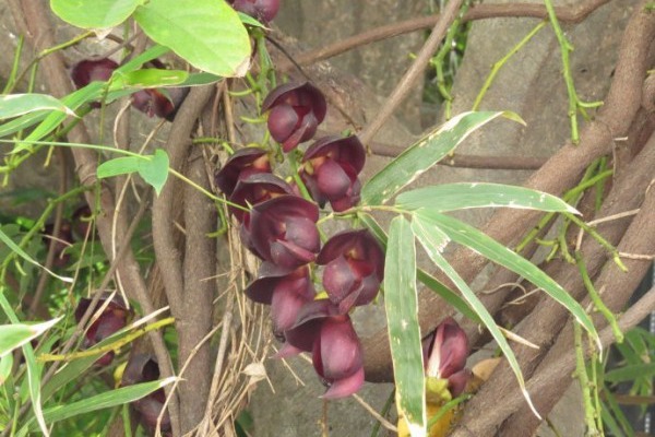 雞<a href='http://m.zishuwang.com.cn/linmuzhongzi/2189.html' target='_blank'>血藤</a>
