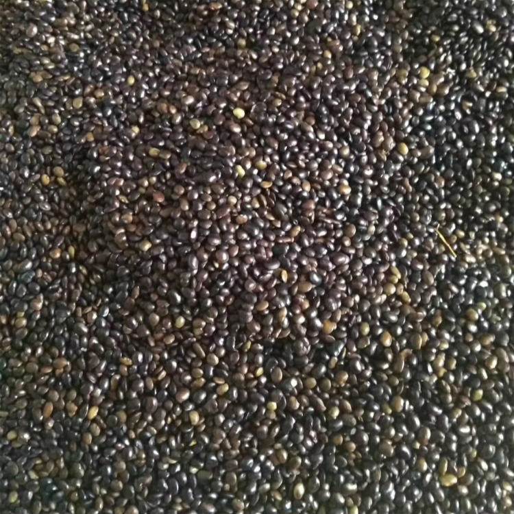 <a href='http://m.zishuwang.com.cn/linmuzhongzi/1841.html' target='_blank'>國槐種子</a>槐樹籽