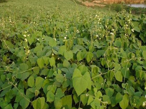 <a href='http://m.zishuwang.com.cn/mucaozhongzi/23270.html' target='_blank'>拉巴豆種子</a>