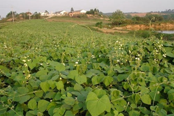 <a href='http://m.zishuwang.com.cn/mucaozhongzi/23270.html' target='_blank'>拉巴豆</a><a href='http://m.zishuwang.com.cn/' target='_blank'>種子</a>