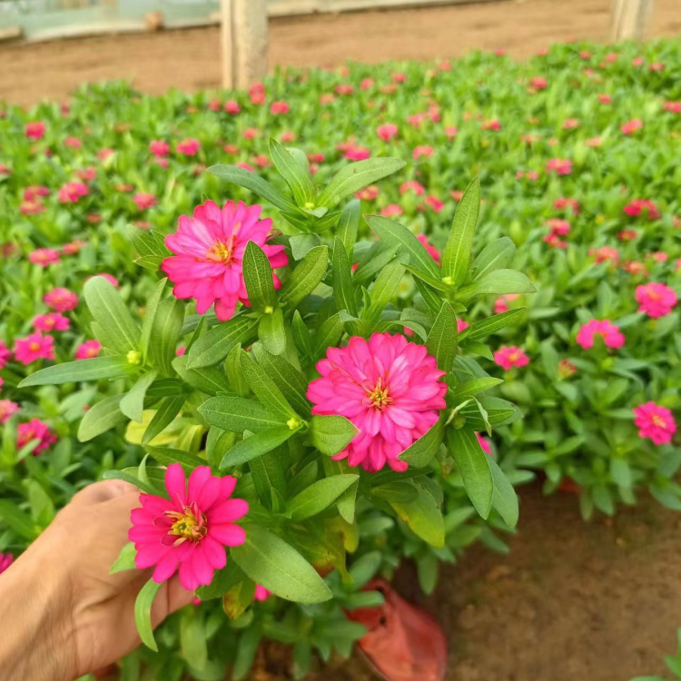 <a href='http://m.zishuwang.com.cn/caohuazhongzi/1020.html' target='_blank'>百日草</a>